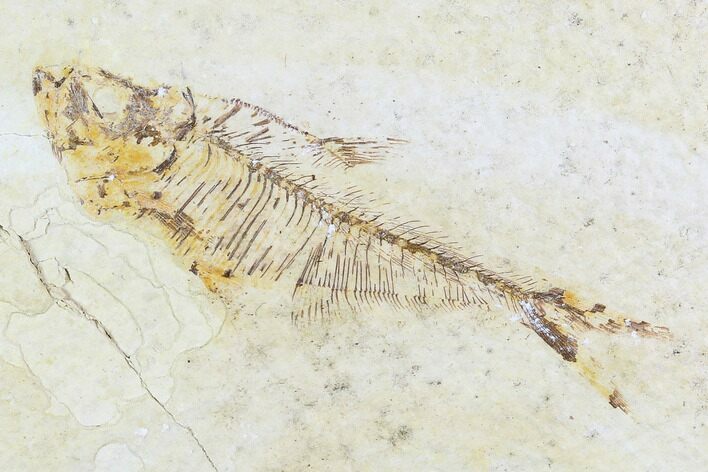 Bargain, Fossil Fish Plate (Diplomystus) - Wyoming #108297